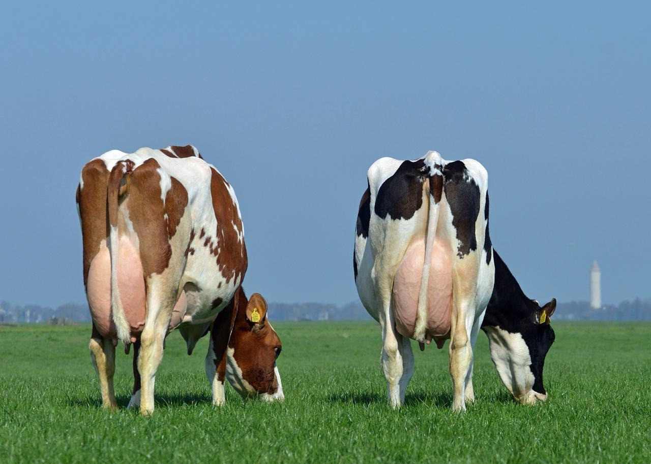 Reprodução e sanidade de bovinos leiteiros foram prioridades da Vetoquinol na 17ª Expofrísia