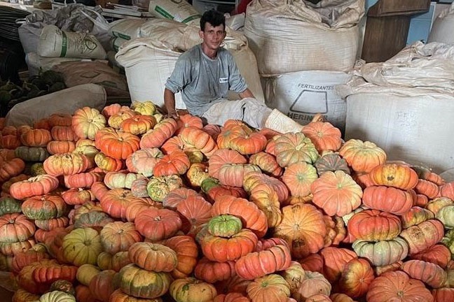 Abóbora movimenta mais de R$ 100 milhões&nbsp;e consolida renda em 330 municípios do Paraná