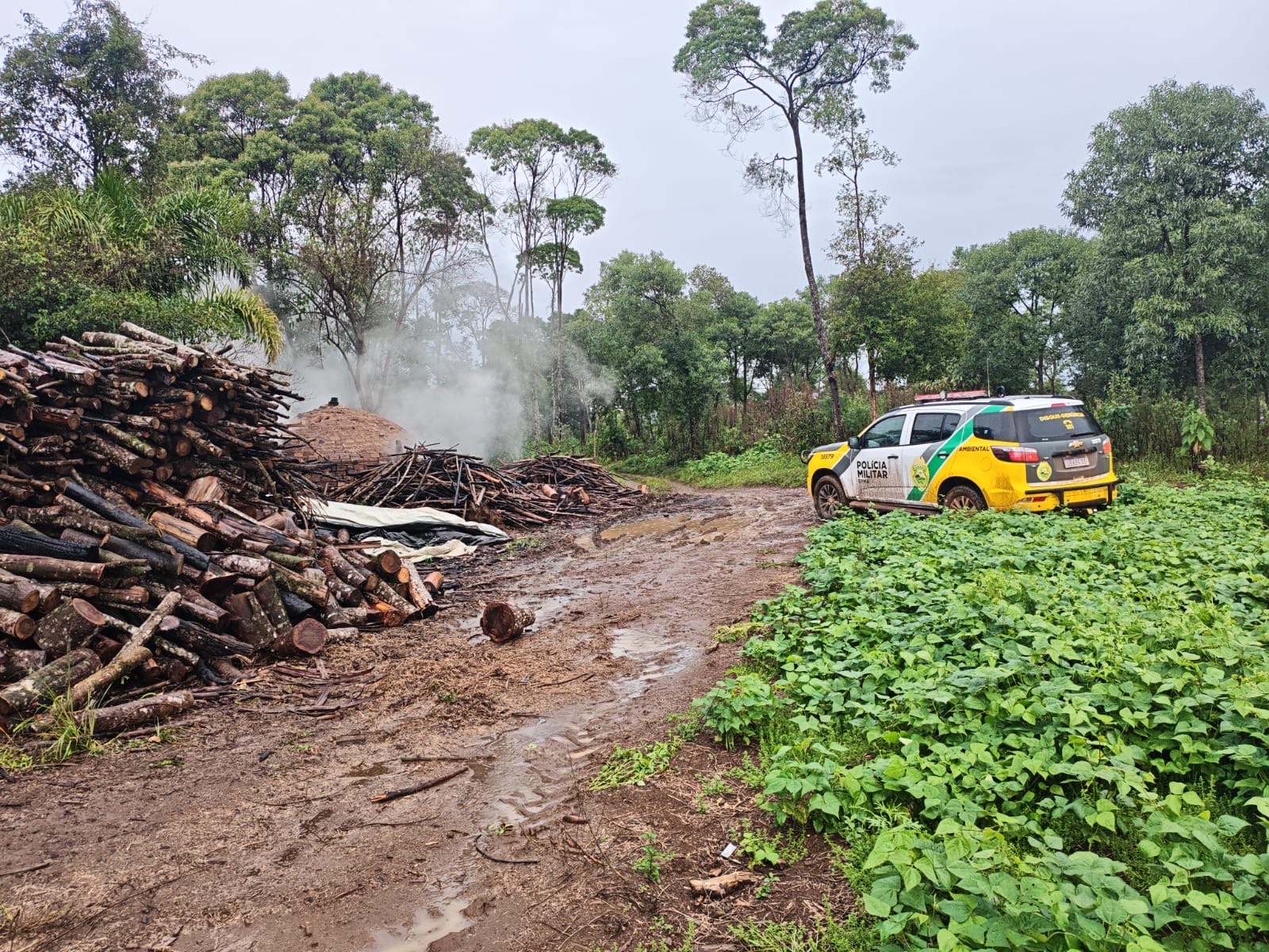 Polícia Ambiental flagra produção irregular de carvão vegetal na região