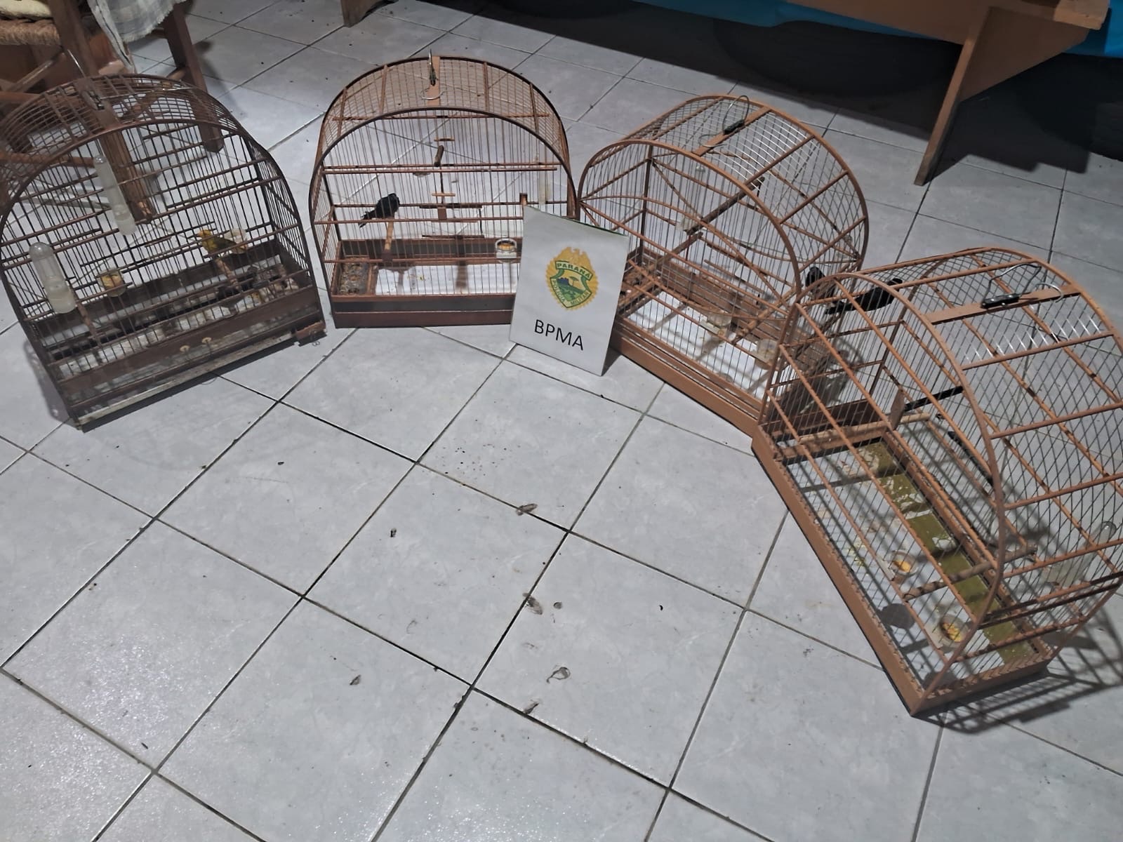 Polícia Ambiental autua criadores por irregularidades em aves nativas na região