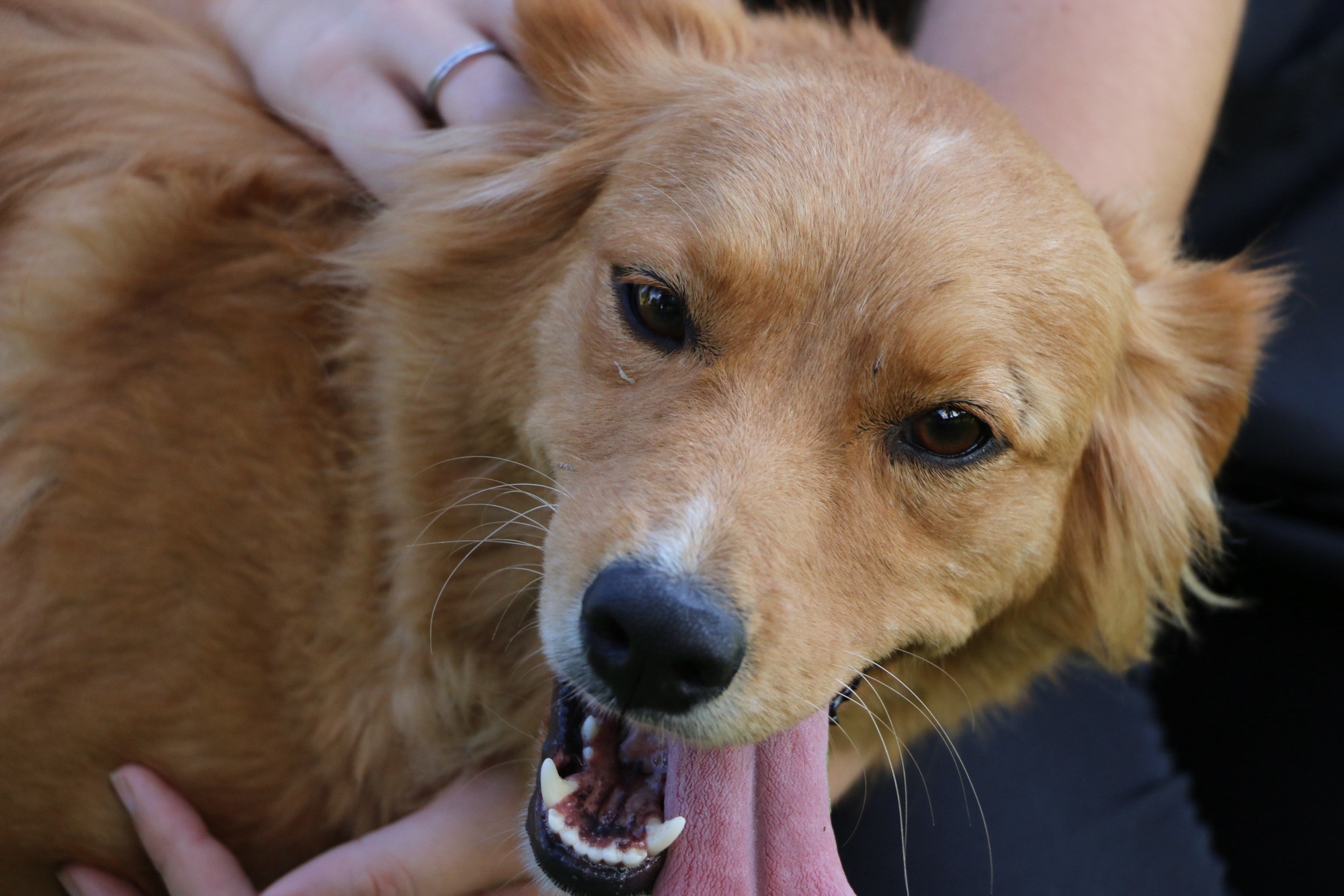 Castro abre inscrições para castração gratuita de cães e gatos pelo programa Castra Pet
