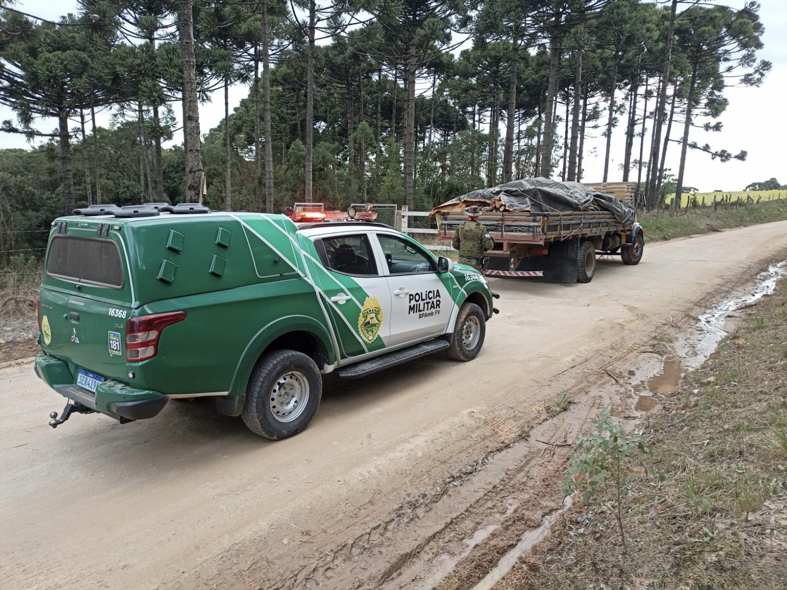 Polícia Ambiental flagra transporte irregular de madeira e corte ilegal de araucárias&nbsp;na região