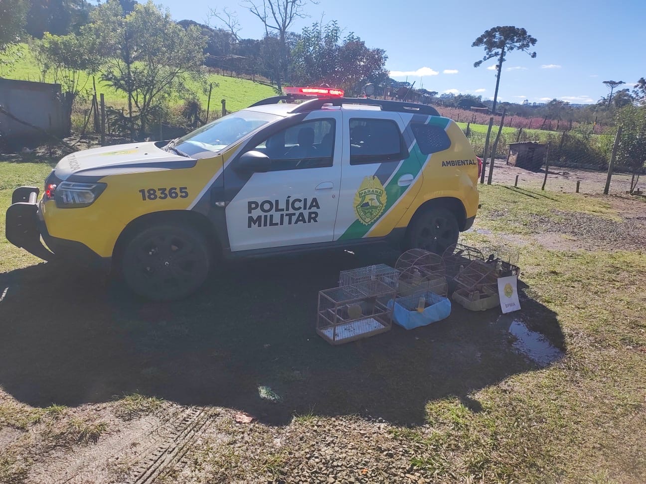 Polícia Ambiental apreende sete aves silvestres mantidas irregularmente em cativeiro no PR
