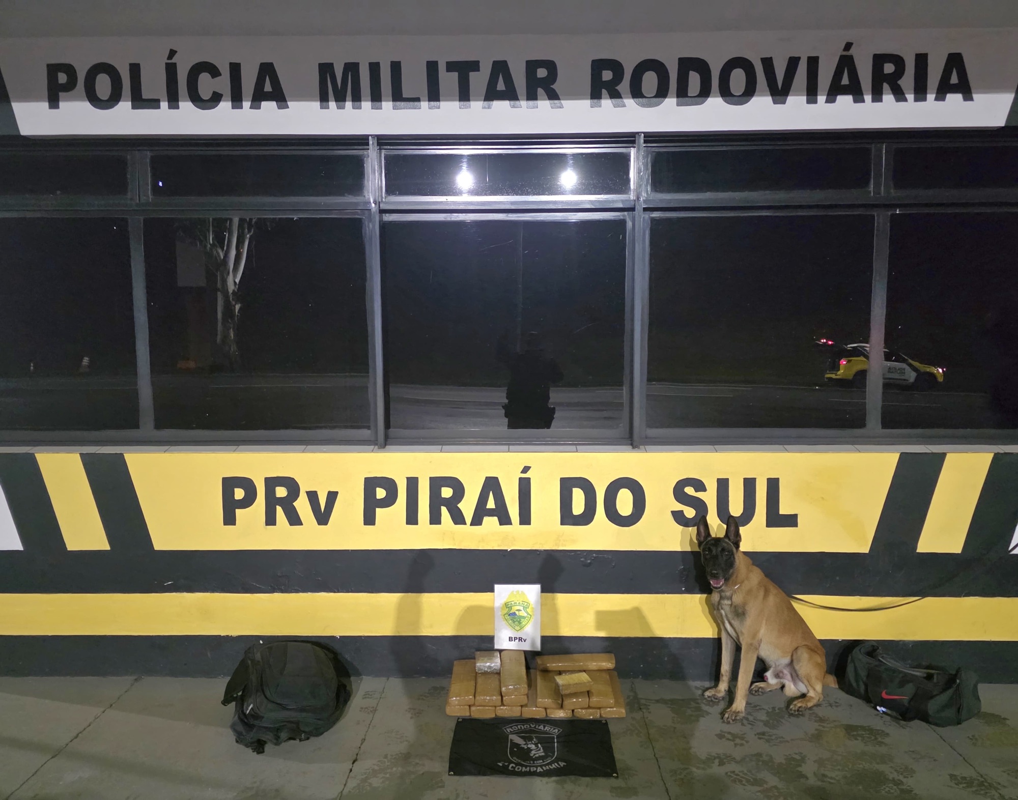 Cão farejador localiza quase 19 quilos de maconha em ônibus na PR-151