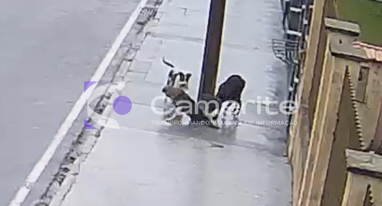 Associação de Proteção Animal de Carambeí acolhe cão ferido após acidente