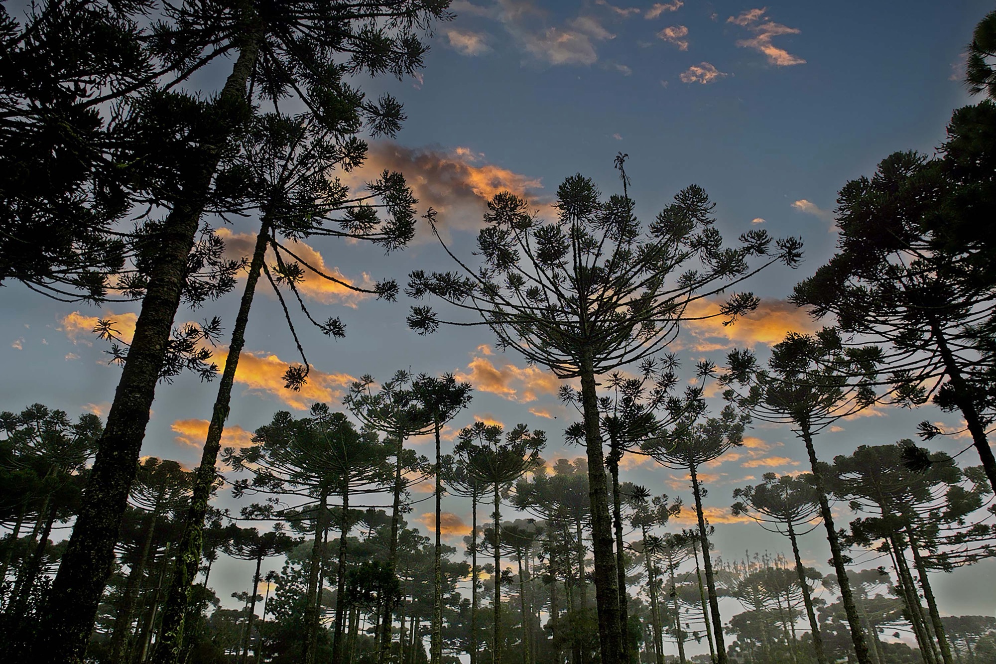 Paraná planta o futuro: distribuição de 668 mil mudas de Araucária reforça símbolo do Estado