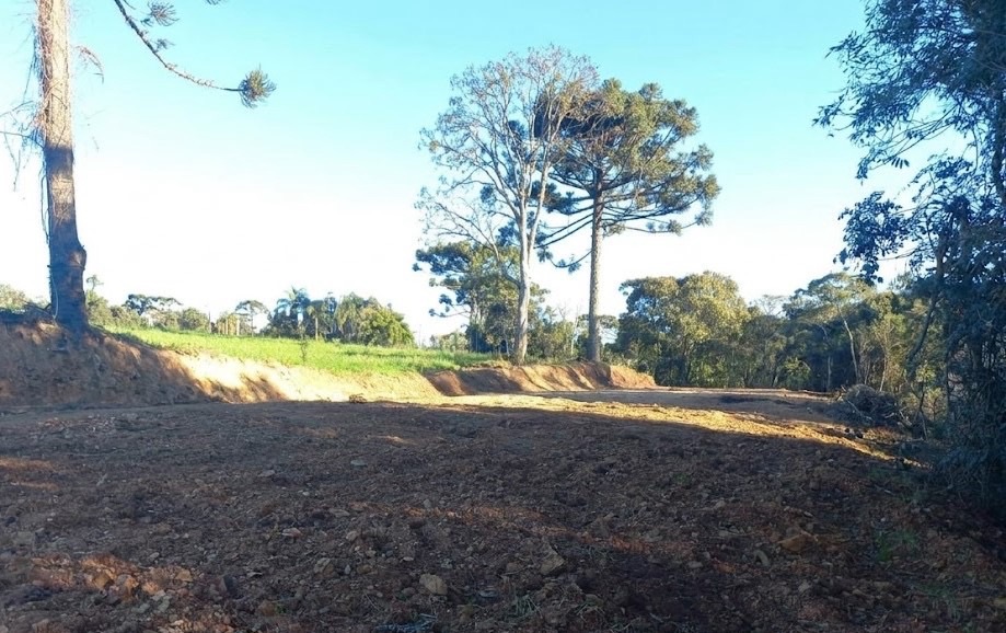 Polícia Ambiental identifica corte ilegal de árvores e embarga propriedade rural na região