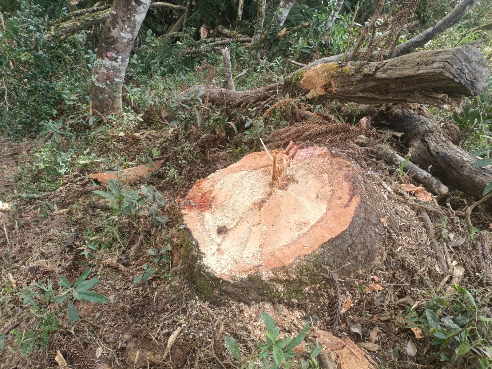 Produtor rural é multado por corte ilegal de araucárias na região
