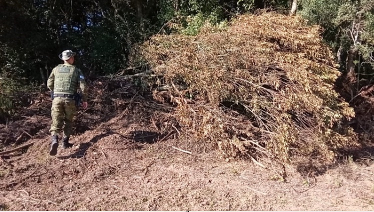 Polícia Ambiental flagra destruição de vegetação nativa em propriedade rural na região