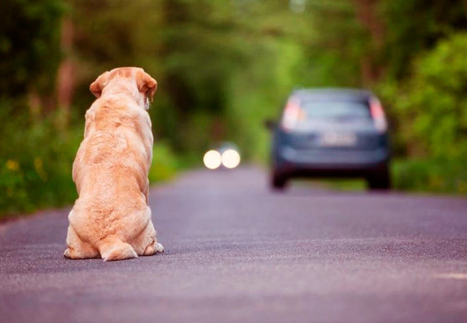 Abandono de animais dispara em Carambeí e acende alerta para proteção animal