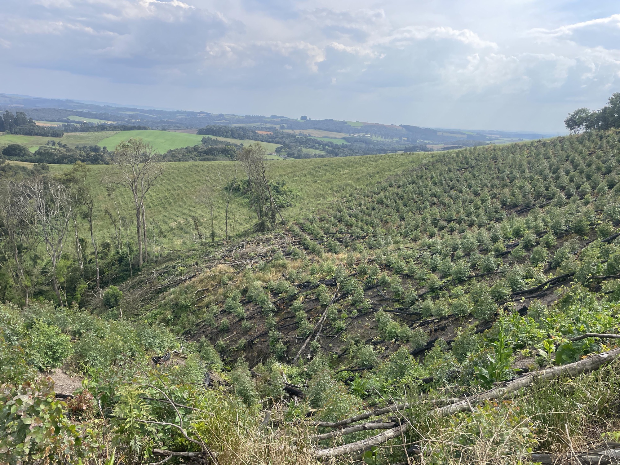 Fiscalização constata destruição ilegal de vegetação nativa na região