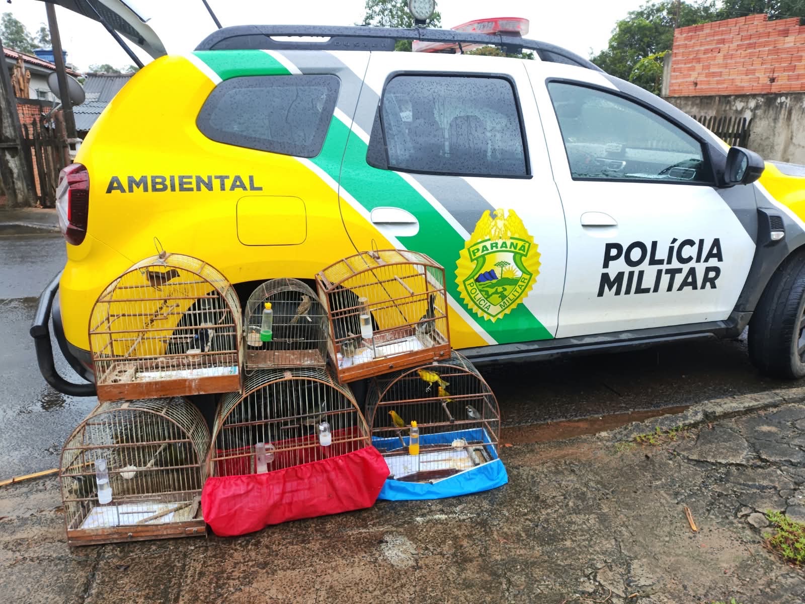 PM Ambiental apreende 12 aves nativas mantidas ilegalmente em cativeiro na região