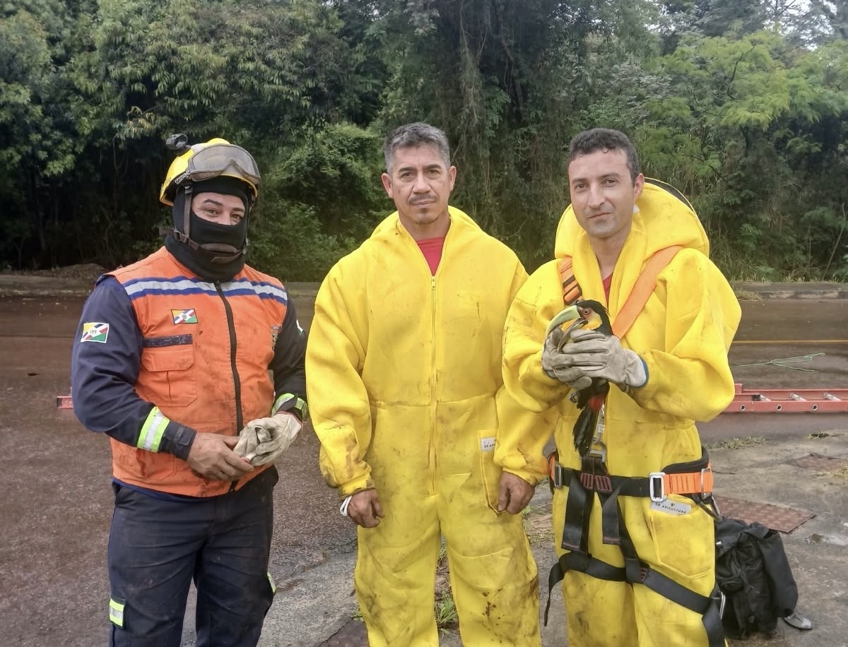 Araçari fica preso em linha de pipa a 12 metros de altura e mobiliza resgate em Carambeí