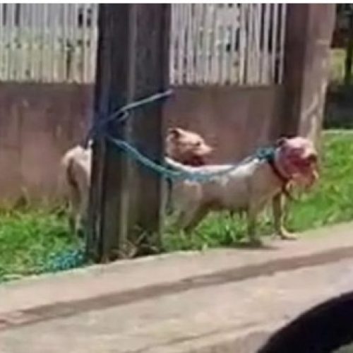 Polícia responsabiliza tutora de pitbulls que mataram cachorro de vizinho na região 