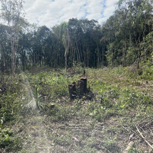 Denúncia leva Polícia Ambiental a identificar supressão de vegetação nativa na região