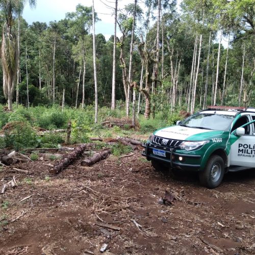 Corte ilegal de araucárias gera multa de R$ 21 mil e embargo de área no PR