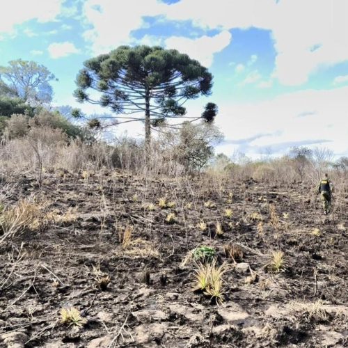 Infrator é multado em R$ 135 mil por desmatamento ilegal no PR