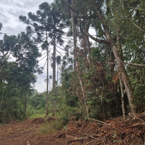 Polícia Ambiental identifica desmatamento em área rural na região