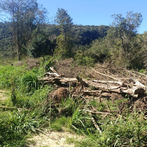 Ambiental flagra desmatamento ilegal de mais de 1 hectare na região