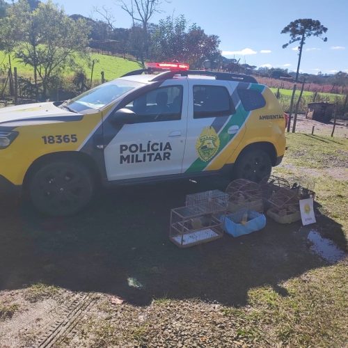 Polícia Ambiental apreende sete aves silvestres mantidas irregularmente em cativeiro no PR