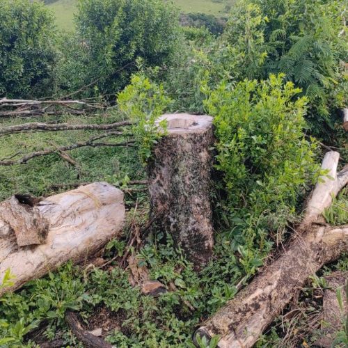 Polícia Ambiental constata destruição de vegetação nativa na região