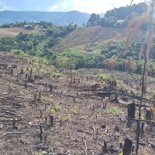 Polícia Ambiental identifica desmatamento irregular em área de preservação&nbsp;na região