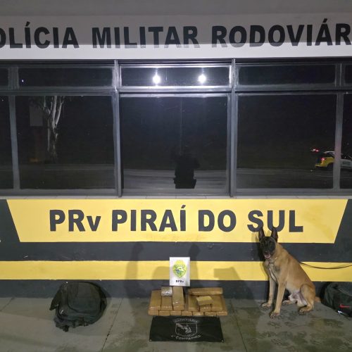 Cão farejador localiza quase 19 quilos de maconha em ônibus na PR-151