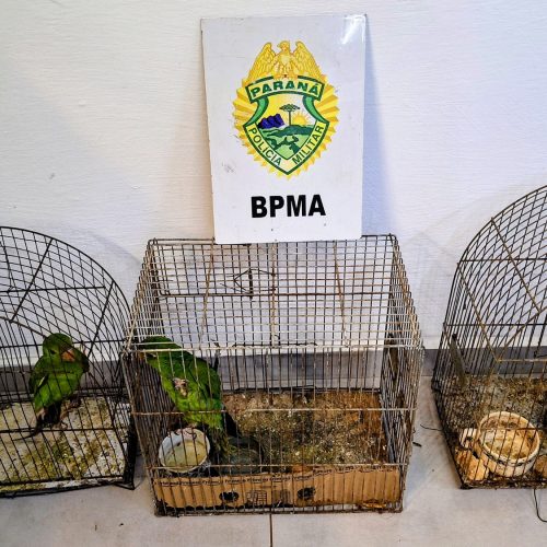 Polícia Ambiental flagra corte irregular de árvores e apreende aves silvestre na região