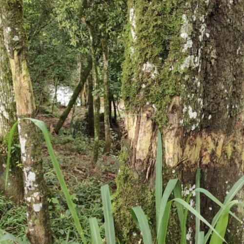 Polícia Ambiental aplica multa de R$ 2,1 mil por danos a árvores nativas na região