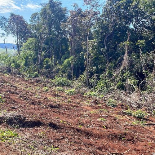 Proprietário é autuado por devastar área de vegetação nativa 