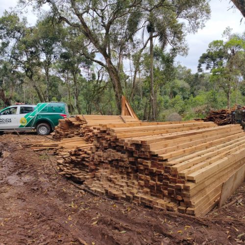 PM aplica R$ 70,5 mil em multas por desmatamento e irregularidades com madeira no PR