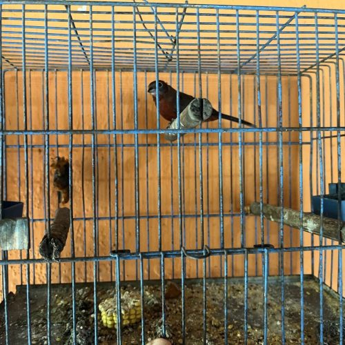 Polícia Ambiental apreende 11 aves silvestres mantidas em cativeiro ilegal