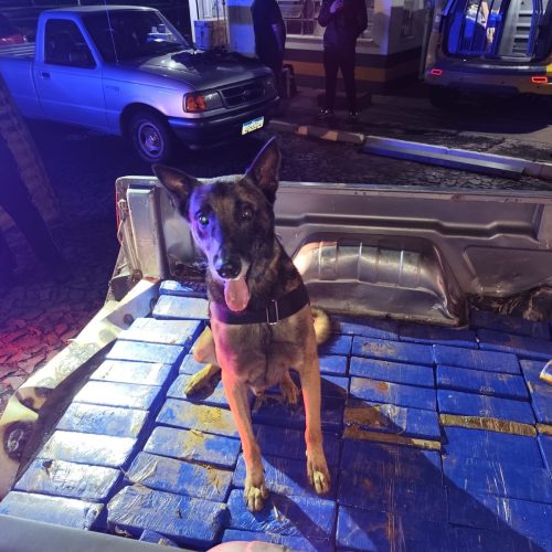 Cão farejador localiza grande quantidade de maconha escondida em caminhonete