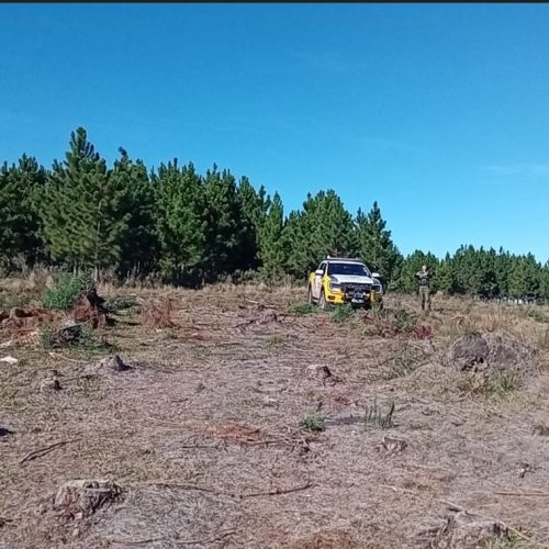 Polícia Ambiental aplica mais de R$ 540 mil em multas por danos à vegetação nativa na região
