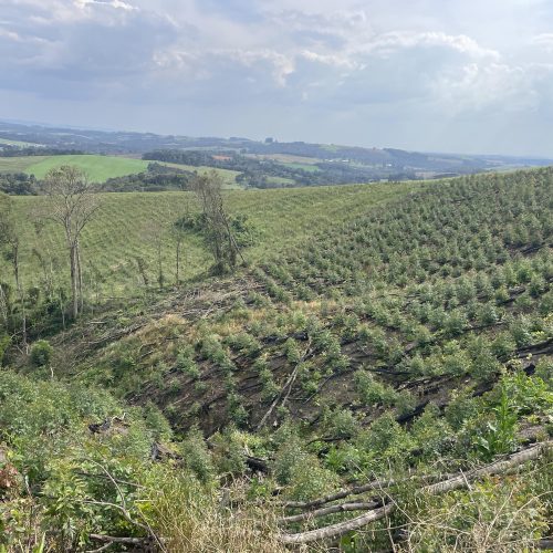 Fiscalização constata destruição ilegal de vegetação nativa na região