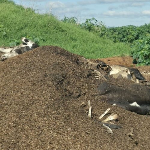 Operação identifica descarte irregular de carcaças bovinas em área rural de Carambeí