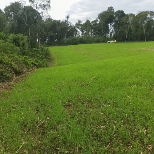 Polícia Ambiental aplica R$ 45,5 mil em multas por desmatamento e corte de araucárias no PR