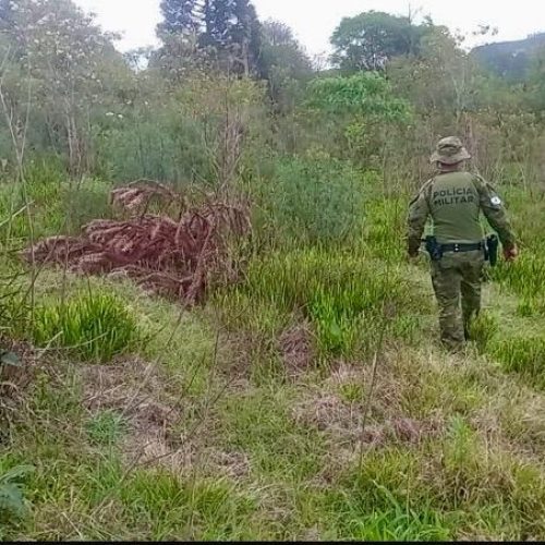 Polícia Ambiental flagra corte ilegal de 139 pinheiros&nbsp;na região