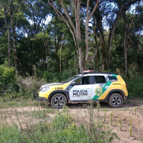 Polícia Ambiental autua desmatamento ilegal em área de Mata Atlântica na região