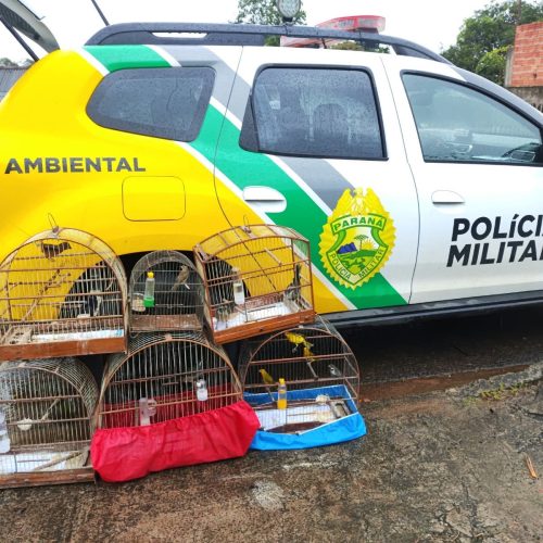 PM Ambiental apreende 12 aves nativas mantidas ilegalmente em cativeiro na região