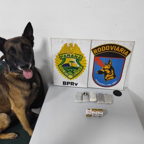 Cão farejador localiza haxixe e medicamentos em ônibus na PR-151