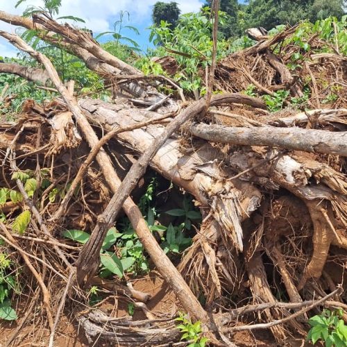 Crime ambiental identificado por satélite gera multa e embargo na região