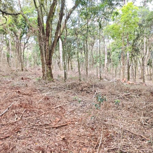 Polícia Ambiental aplica R$ 55 mil em multas por corte de araucárias e danos à vegetação nativa