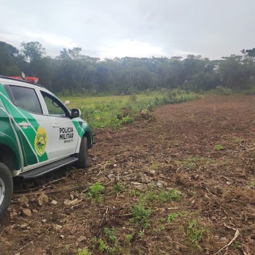 Polícia Ambiental autua desmatamento ilegal para plantio em área rural na região