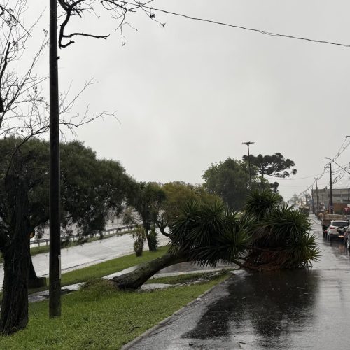 Chuva e vento derrubam árvore no centro de Carambeí