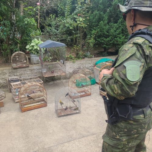 Polícia Militar Ambiental apreende 24 aves nativas mantidas em cativeiro ilegal&nbsp;na região
