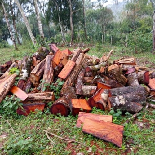 PM Ambiental aplica multa de R$ 7 mil após constatar dano à vegetação nativa na região