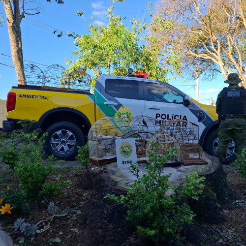 Polícia Ambiental apreende aves silvestres mantidas em cativeiro&nbsp;no PR