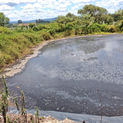 Polícia Ambiental multa granja de suinocultura por poluição ambiental