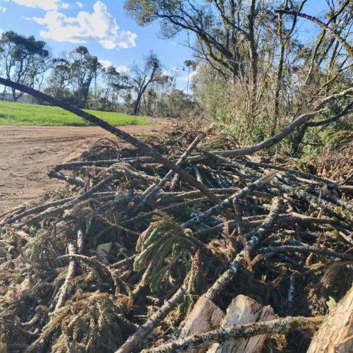 308 araucárias são derrubadas ilegalmente na região